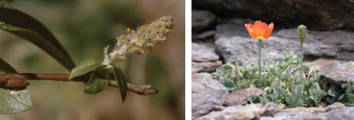 Salix hastata subsp. sierrae-nevadae y Papaver lapeyrousianum Guterm
