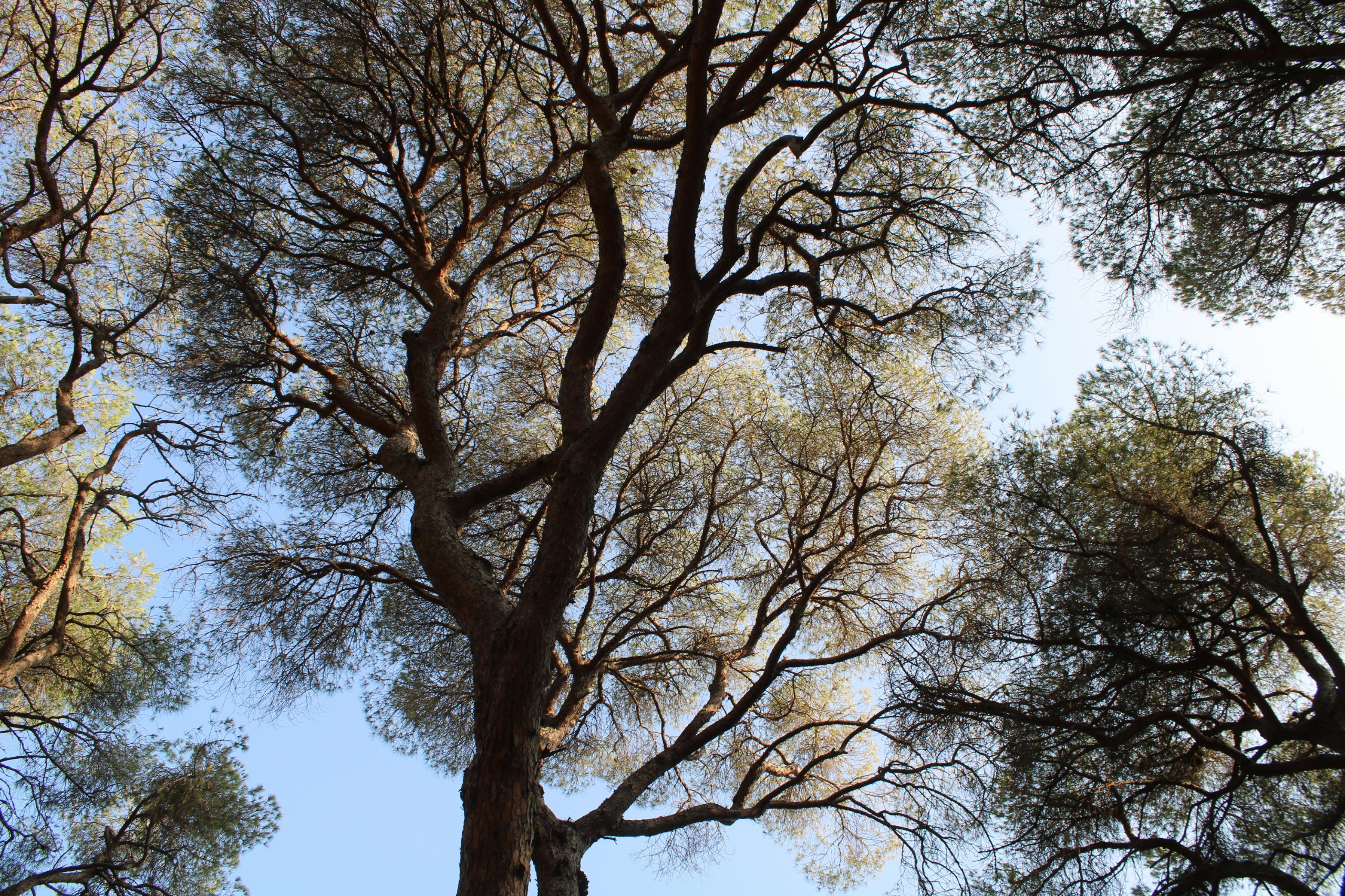 Árboles