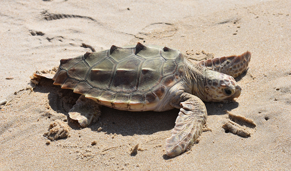 Ejemplar de tortuga en la Playa de Bolonia