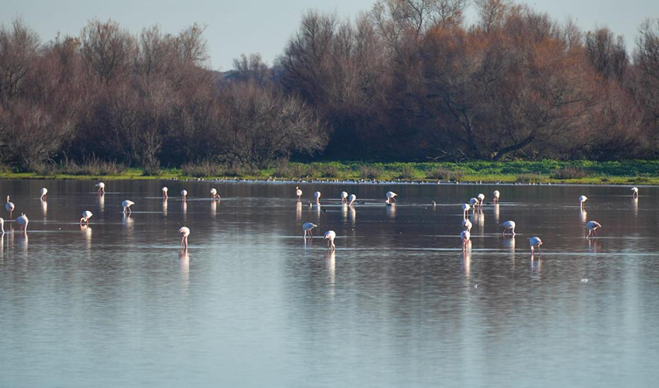 Flamencos en Doñana