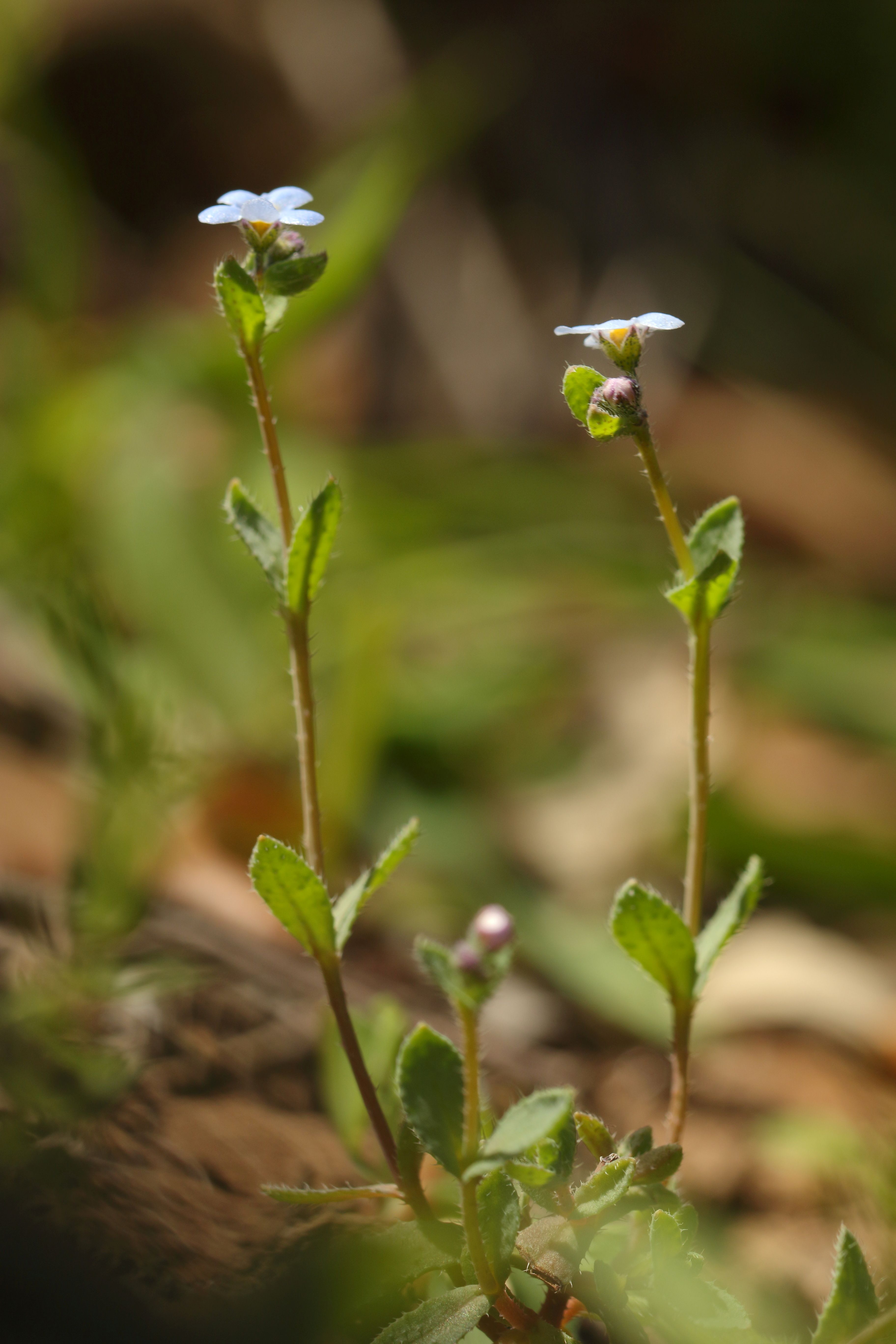 Gyrocaryum oppositifolium Valdés, conocida popularmente como ‘Nomevés’.