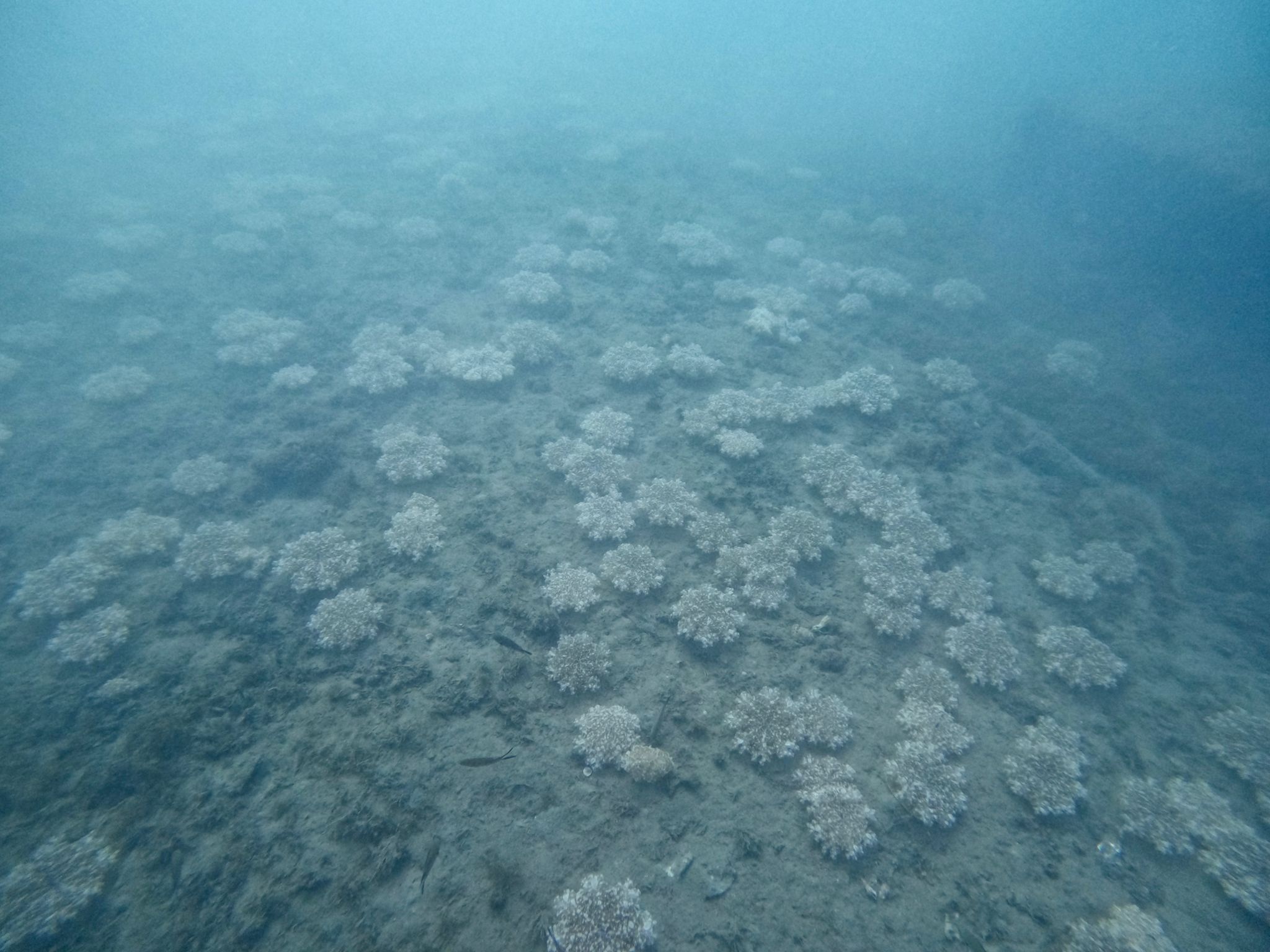 medusa invertida de manglar