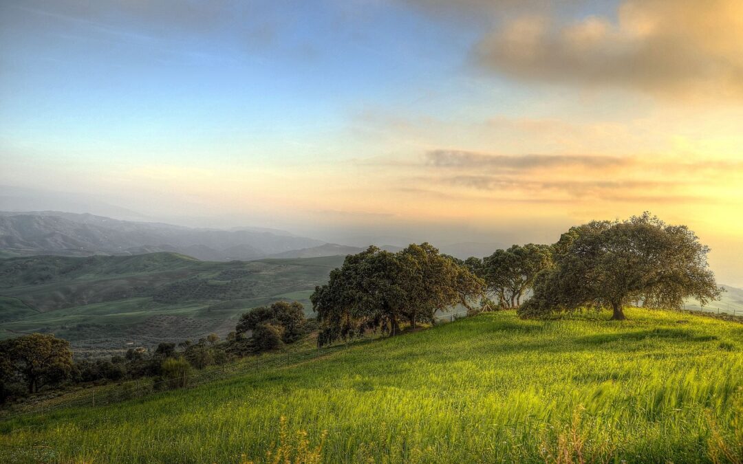 Un atardecer sobre colinas y árboles