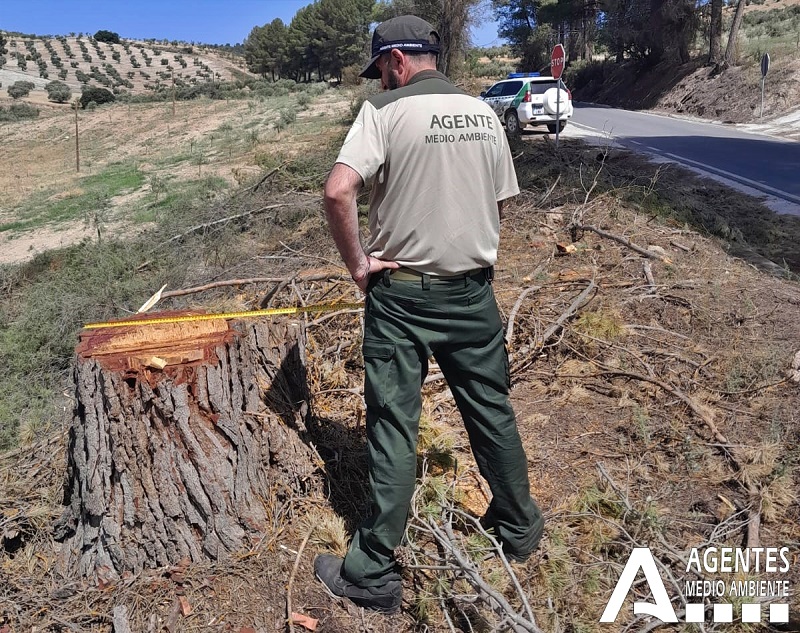 Ampliar imagen: Agente de Medio Ambiente midiendo el diámetro de un tronco cortado