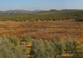 Paisaje de la laguna del Chinche rodeada de olivos y matorral