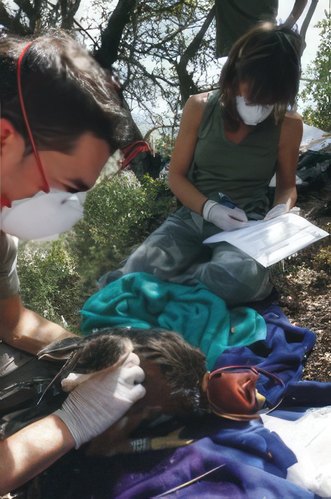 Programa de Conservación del Águila Perdicera