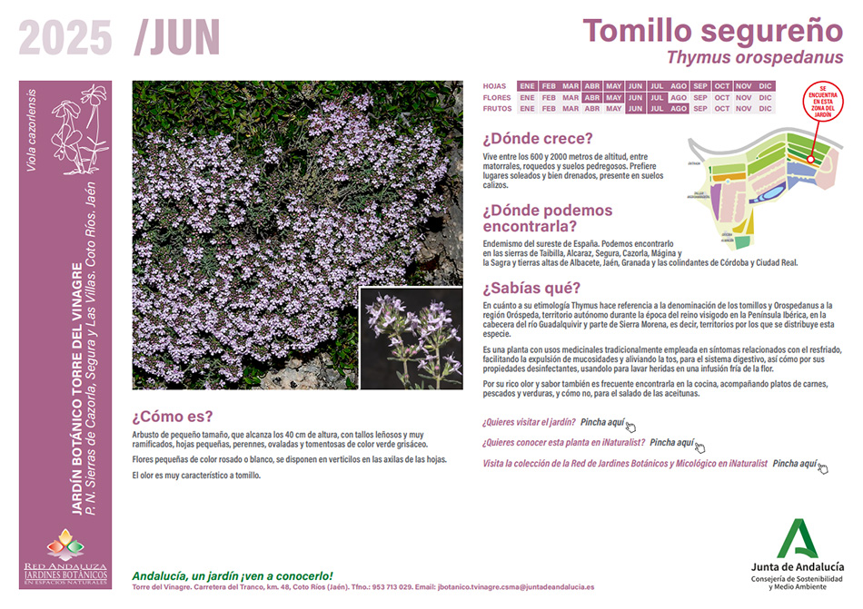 Ficha de la planta del mes