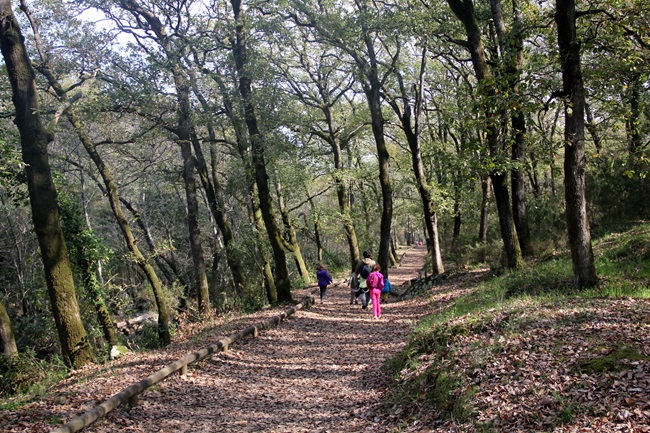 Un adulto pasea junto a unos niños sobre en una senda de hojarasca rodeada de árboles altos y frondosos