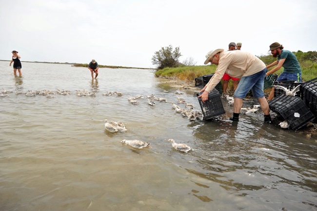 Participantes llevan a cabo suelta de aves acuáticas en la ribera de un humedal