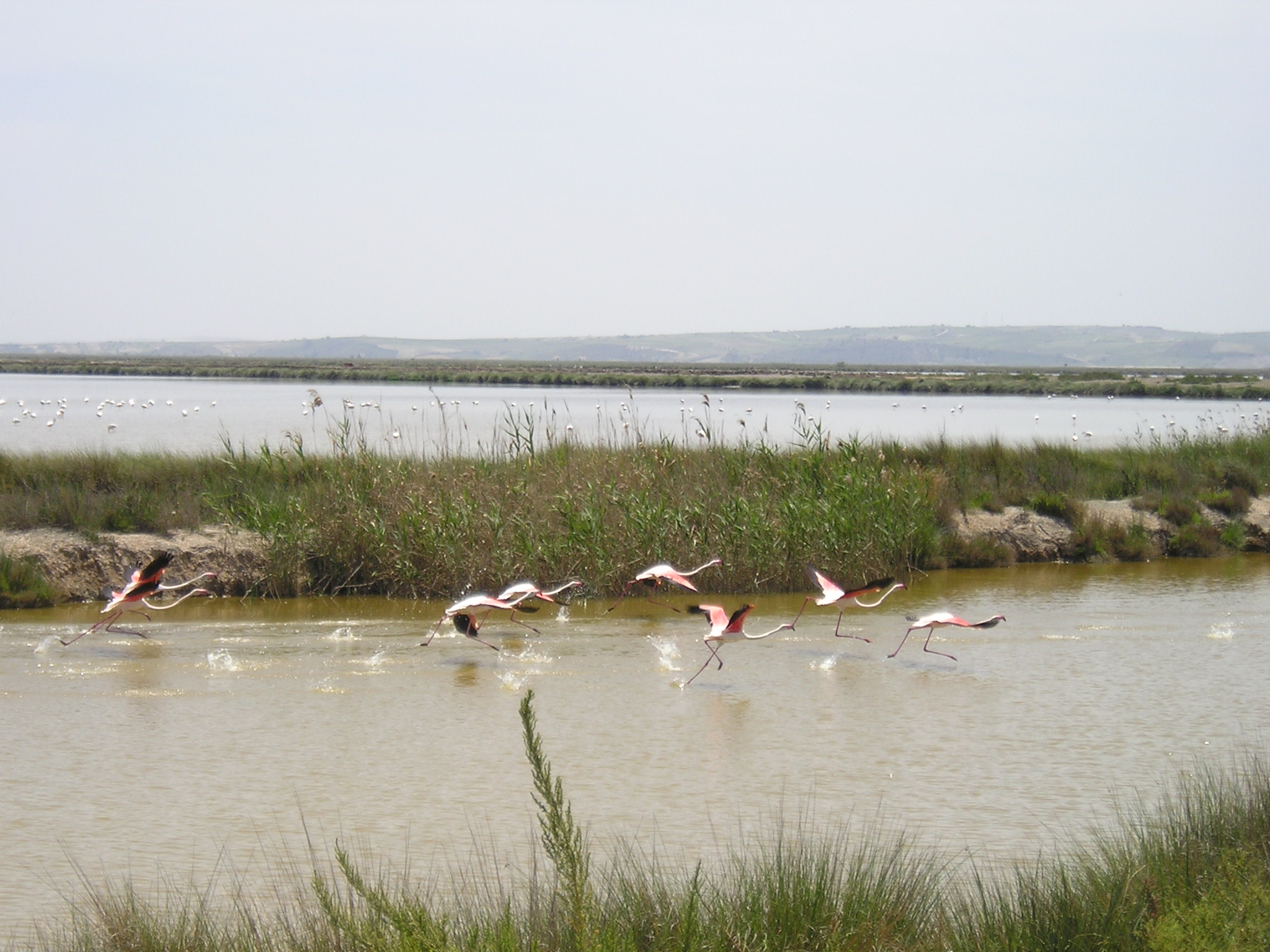 Ampliar imagen: laguna con flamencos levantando el vuelo