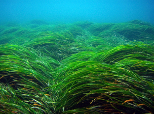 Ampliar imagen: pradera de posidonia en el fondo marino.