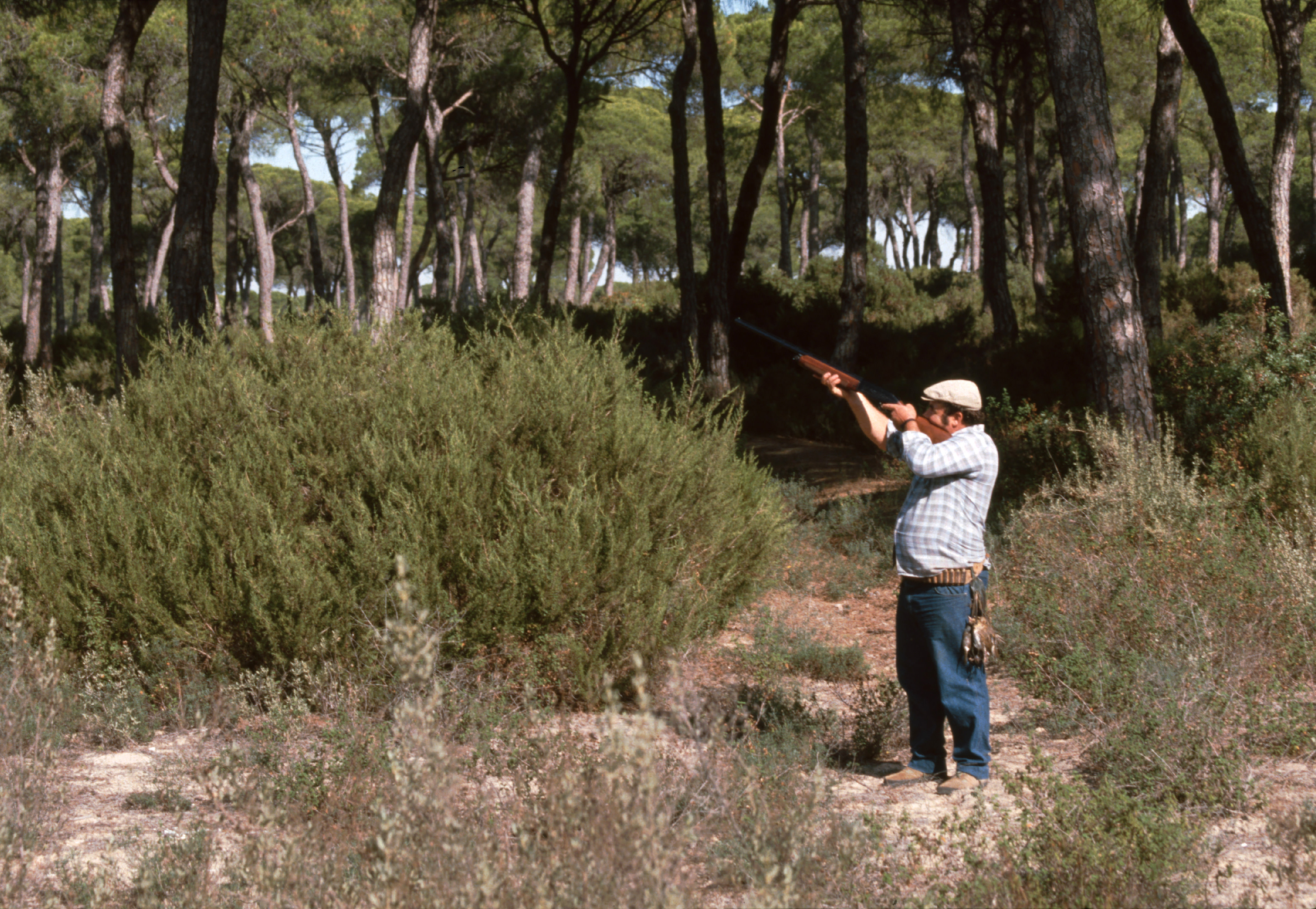 Ampliar imagen: cazador con escopeta en un bosque de pinos, cazando perdices