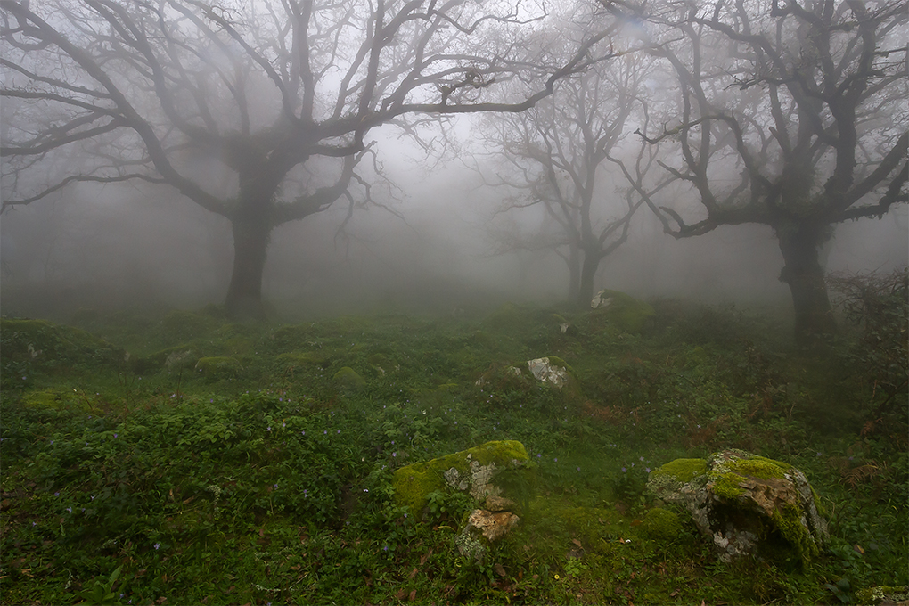 Ampliar imagen: árboles del Parque Natural de Los Alcornocales, envueltos en la bruma, el suelo está cubierto de musgos y líquenes
