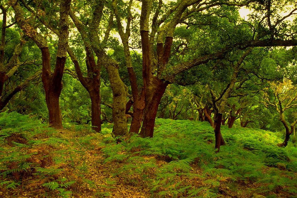 Ampliar imagen: frondoso bosque de alcornoques, el suelo está cubierto de helechos