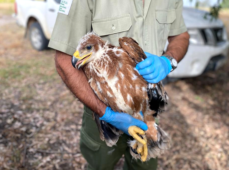 Ampliar imagen: agente mostrando un pollo de águila imperial ibérica