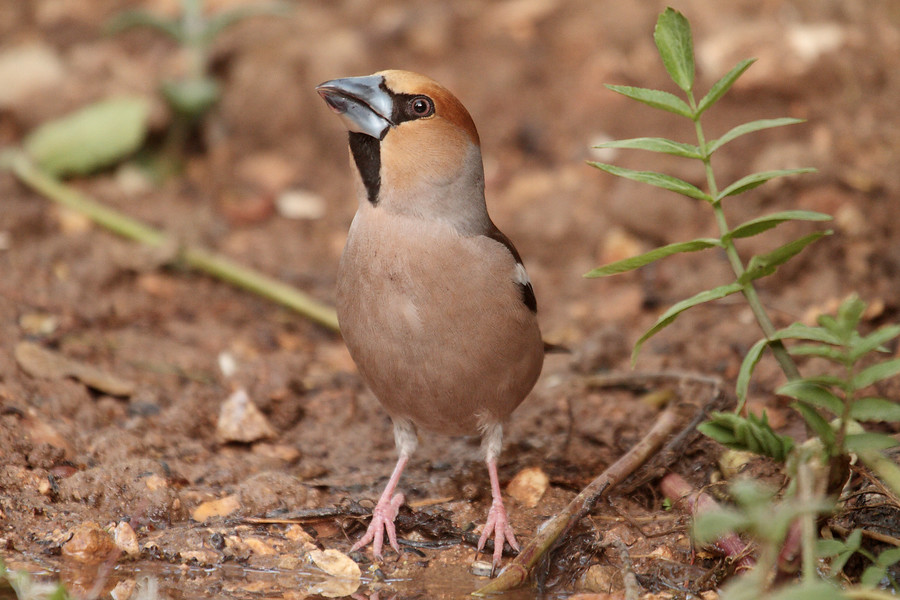 Ampliar imagen: primer plano de un picogordo, especie de ave del Parque Natural Sierras Subbéticas