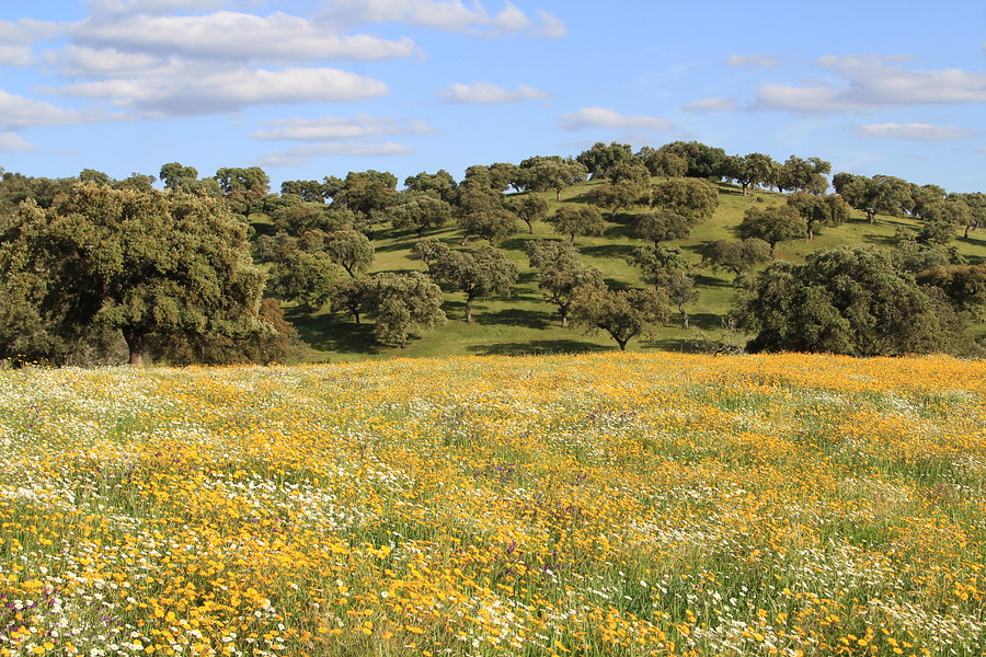 Ampliar imagen: Paisaje de dehesa (prado de margaritas y una colina con árboles de fondo)