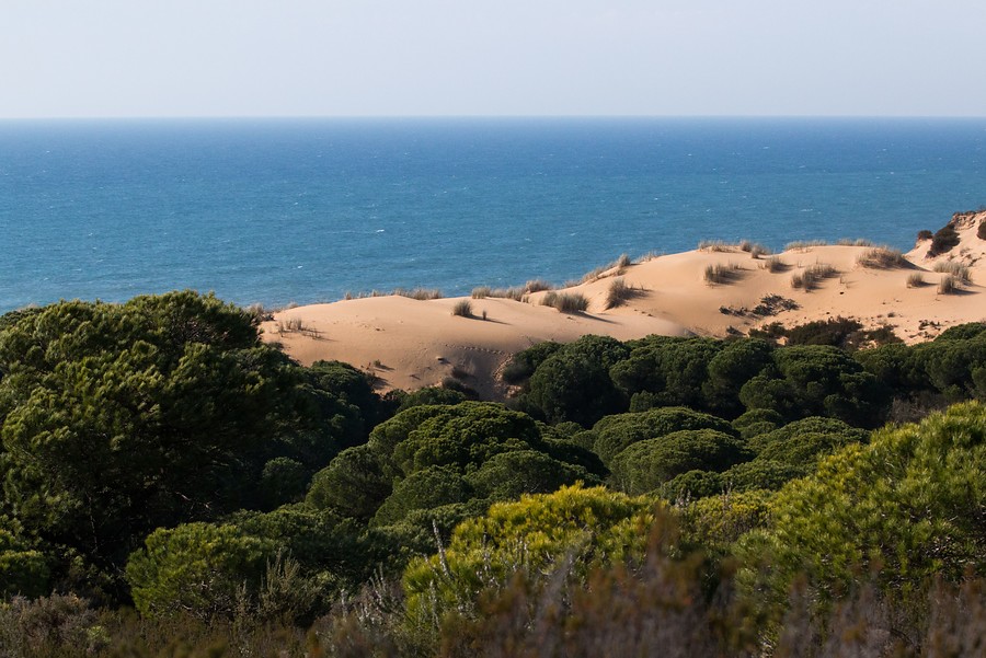 Ampliar imagen: paisaje de Doñana que muestra un primer plano de pinos y dunas, y en segundo plano, el mar.