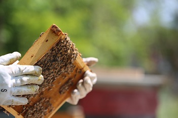 Panal de abejas
