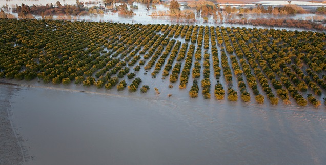 Campo de árboles frutales parcialmente inundado, con agua reflejando el cielo