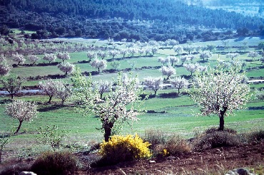 Almendros en flor