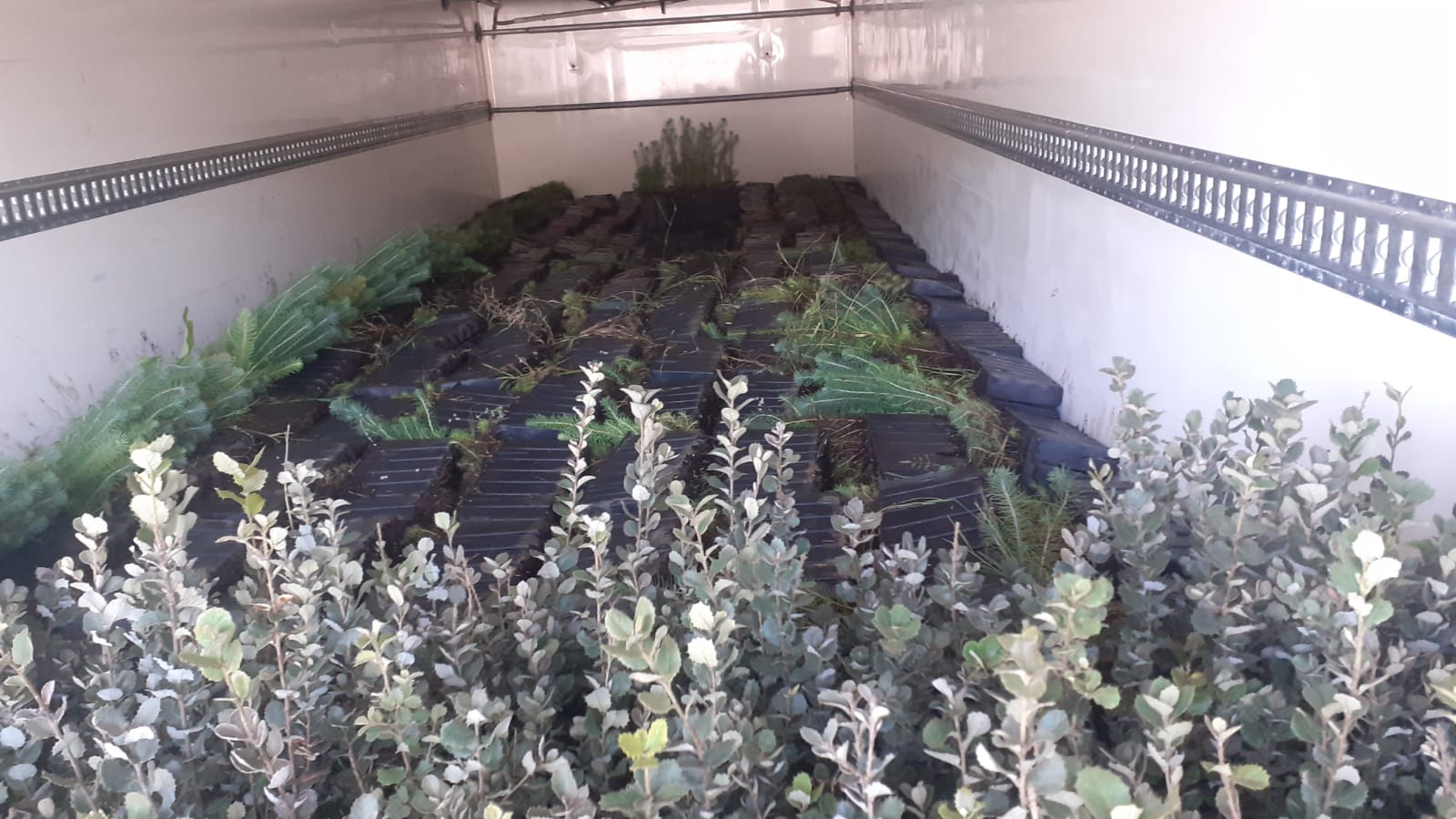Plantas de vivero