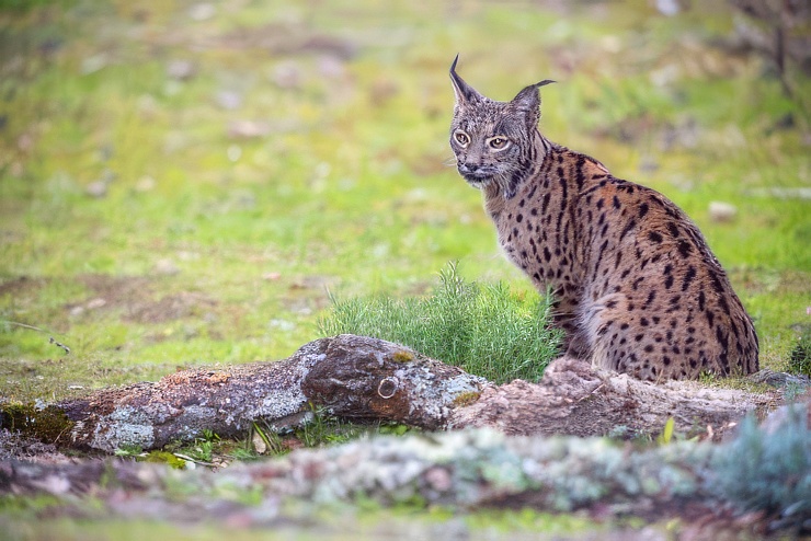 Lince joven sentado junto a un tronco
