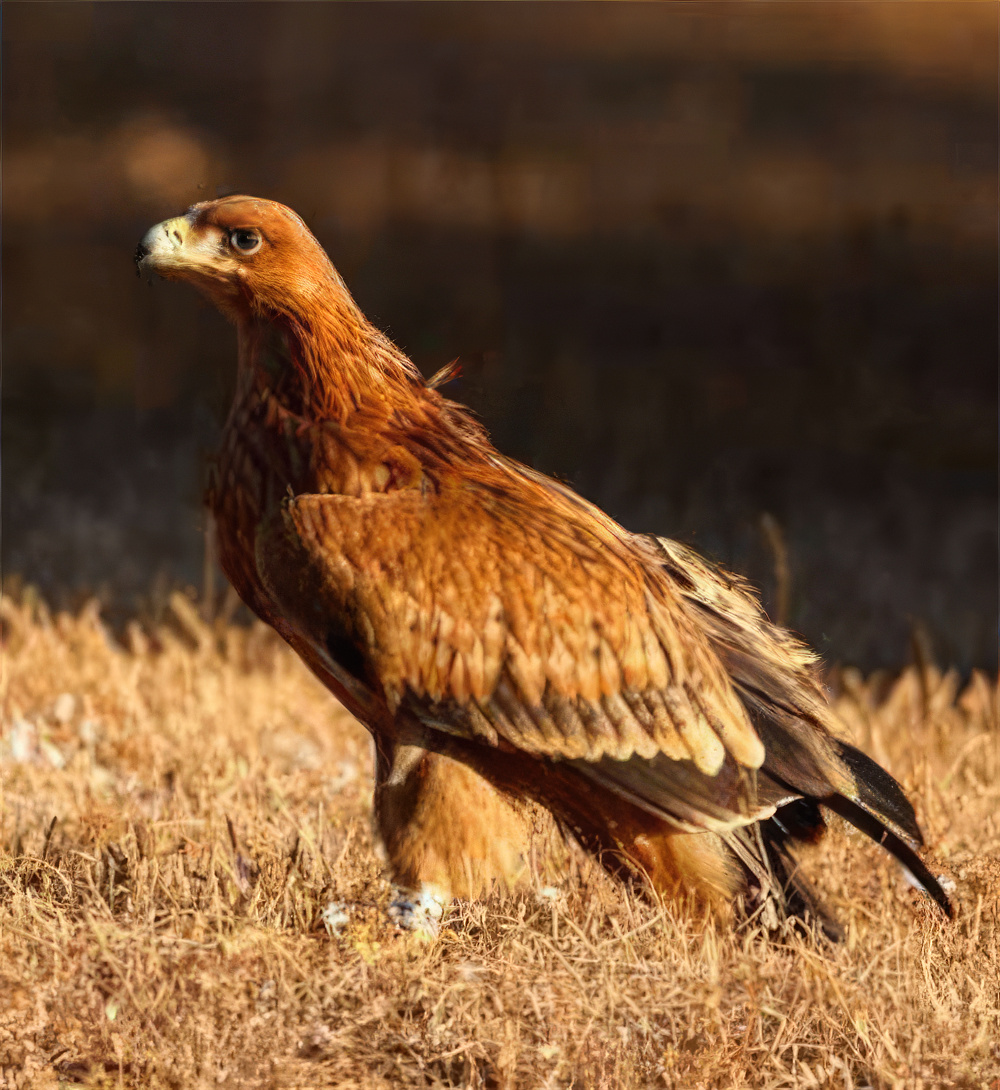 Ampliar imagen: Águila posada en el suelo, observando el entorno