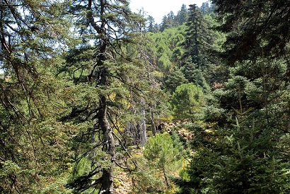 Bosque de pinsapos en un día soleado