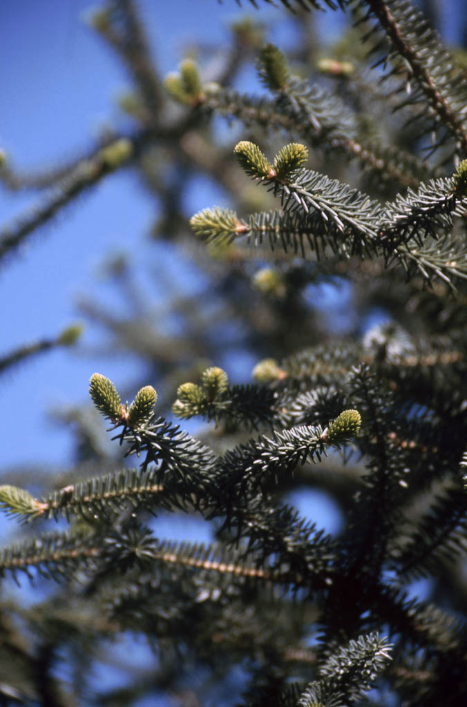Detalle de las hojas del árbol, con pequeños frutos creciendo en el extremo de las ramas (piñas)