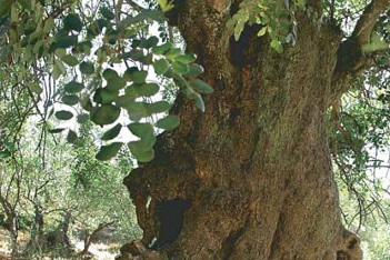 Detalle del tronco del árbol y sus hojas