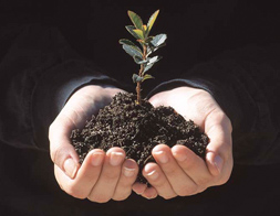 Crece con tu árbol