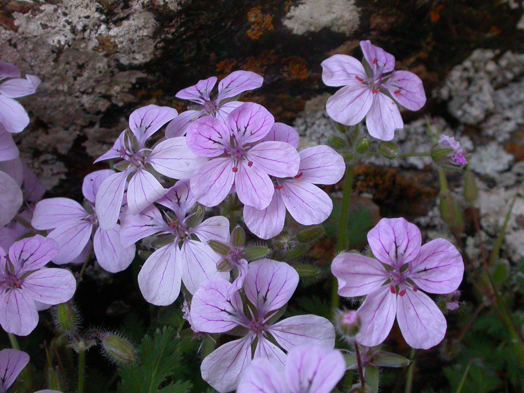 Erodium rupicola