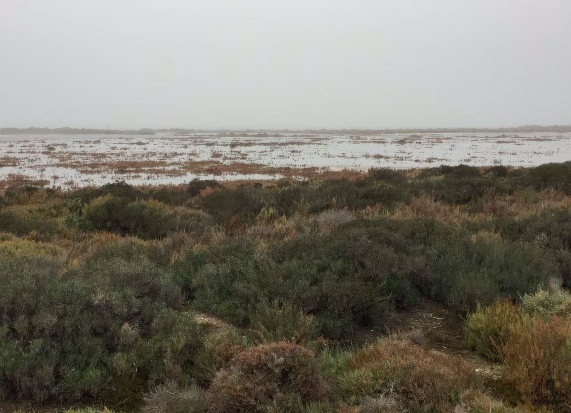 Paisaje de marisma en situación de pleamar
