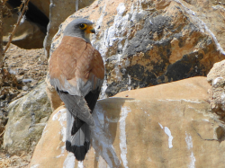 Seguimiento de aves terrestres amenazadas