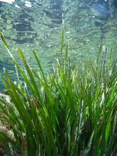 El calentamiento global puede diezmar las praderas de Posidonia en el Mediterráneo