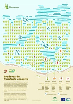 Este verano iniciamos la campaña 2014 de voluntarios Posimed-Andalucía