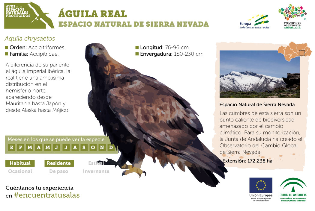 Fichas didácticas de las aves en los espacios naturales protegidos de  Andalucía