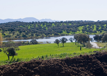 Caracterización y situación actual de la dehesa en Andalucía