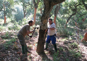 Caracterización y situación actual de la dehesa en Andalucía