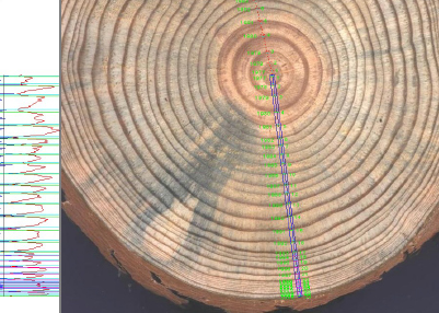 Decaimiento forestal en Coníferas
