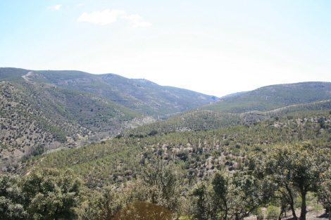 Decaimiento forestal en Coníferas