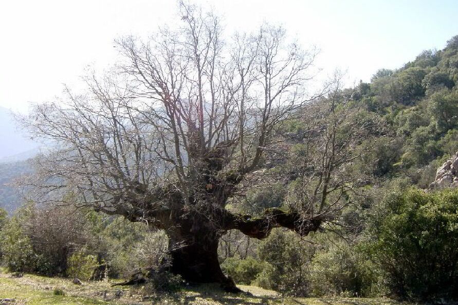 Ampliar imagen: fotografía de un gran árbol sin hojas que ocupa toda la imagen