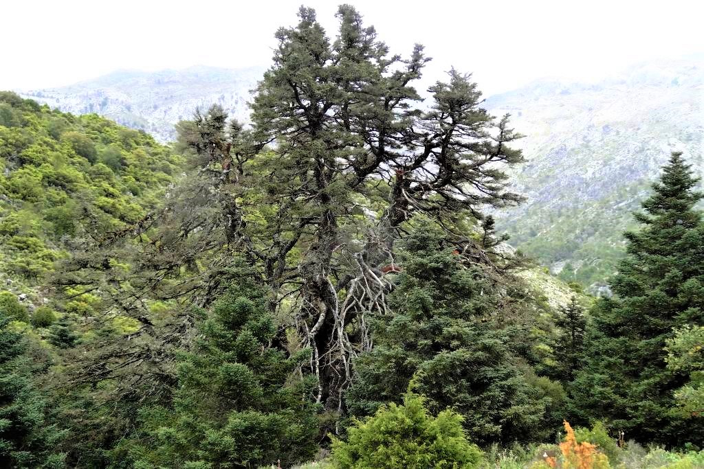 Ampliar imagen: Fotografía de un gran pinsapo cubriendo gran parte de la imagen con árboles al fondo