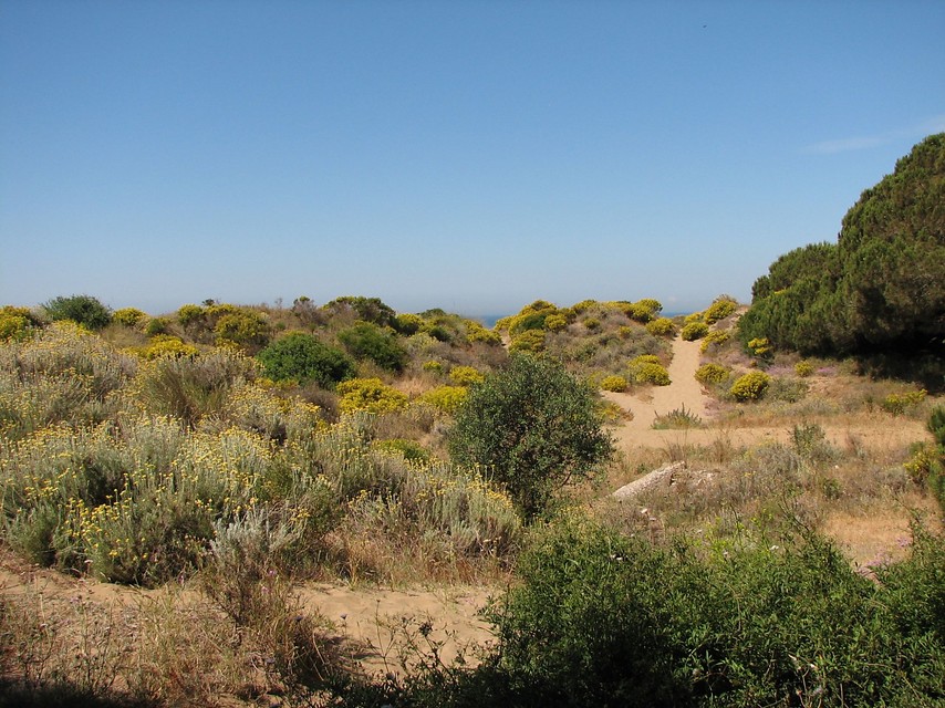 Ampliar imagen: Foto de dunas con arbustos y plantas. Cielo azul de fondo y algo de mar