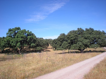 Campo de encinas con un pequeño camino de tierra en primer plano y cielo azul de fondo