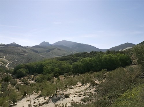 Pequeño bosque de árboles en primer plano de distintas especies con montañas al fondo