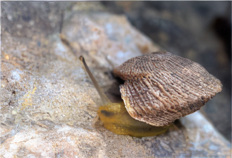 Actuaciones para la conservación y el uso sostenible de los caracoles terrestres de Andalucía