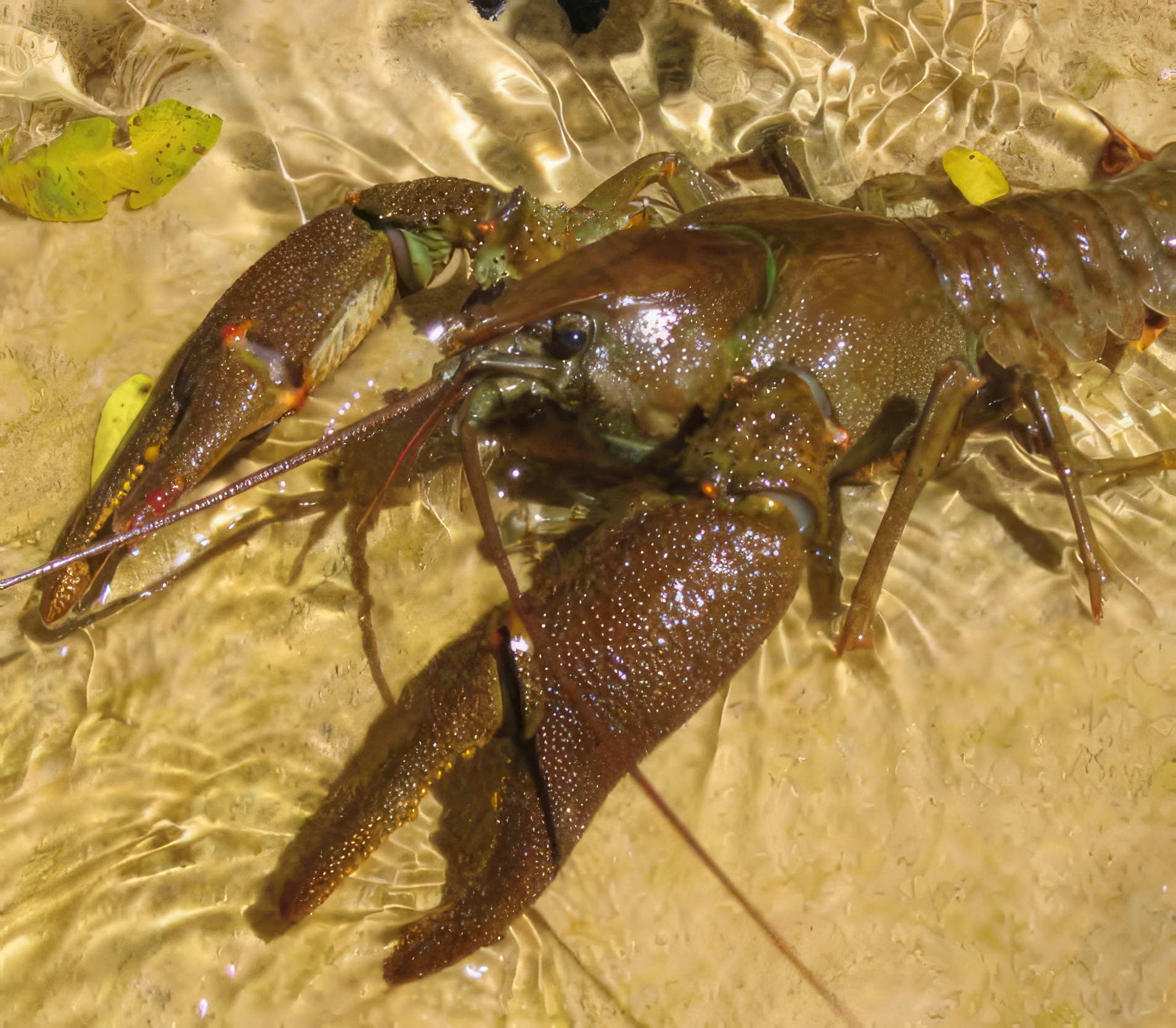 Plan de recuperación y conservación de peces e invertebrados de medios acuáticos epicontinentales