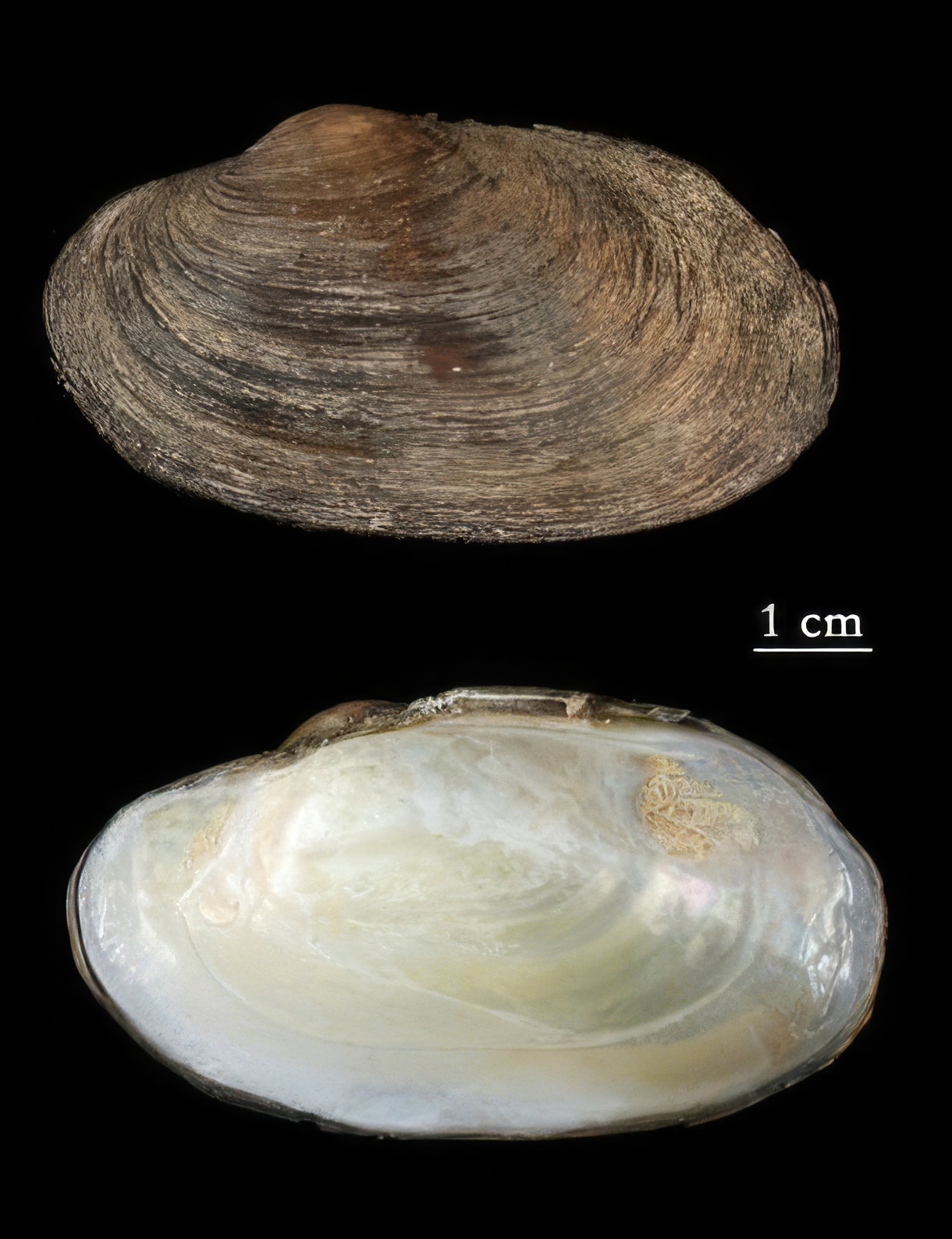 Plan de recuperación y conservación de peces e invertebrados de medios acuáticos epicontinentales